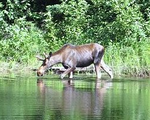 Приокско-Террасный государственный природный биосферный заповедник